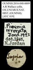 Pioenia irrorata • All Rights Reserved Museum Label