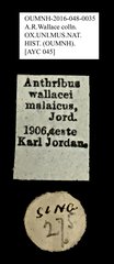 Platystomos wallacei • All Rights Reserved Museum Label