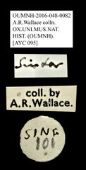 Sintor guttatus • All Rights Reserved Museum Label