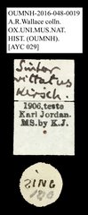 Sintor vittatus • All Rights Reserved Museum Label