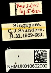 Sphinctotropis paviei • All Rights Reserved Museum Label