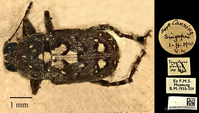 Sphinctotropis paviei