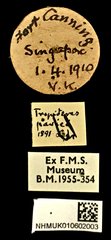 Sphinctotropis paviei • All Rights Reserved Museum Label