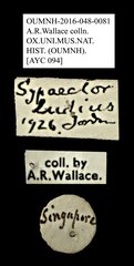 Sympaector ludius • All Rights Reserved Museum Label