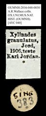 Taphrodes granulatus • All Rights Reserved Museum Label