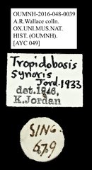 Tropidobasis synoris • All Rights Reserved Museum Label