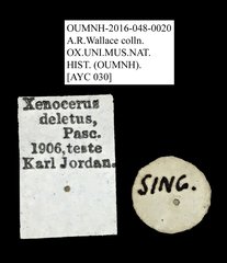 Xenocerus deletus • All Rights Reserved Museum Label