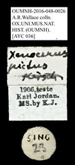 Xenocerus fimbriatus • All Rights Reserved Museum Label