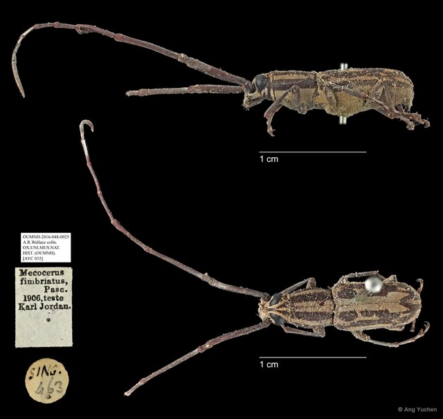 Xenocerus pictus
