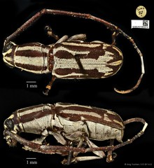 Xenocerus pictus • © Ang Yuchen • CC BY 4.0