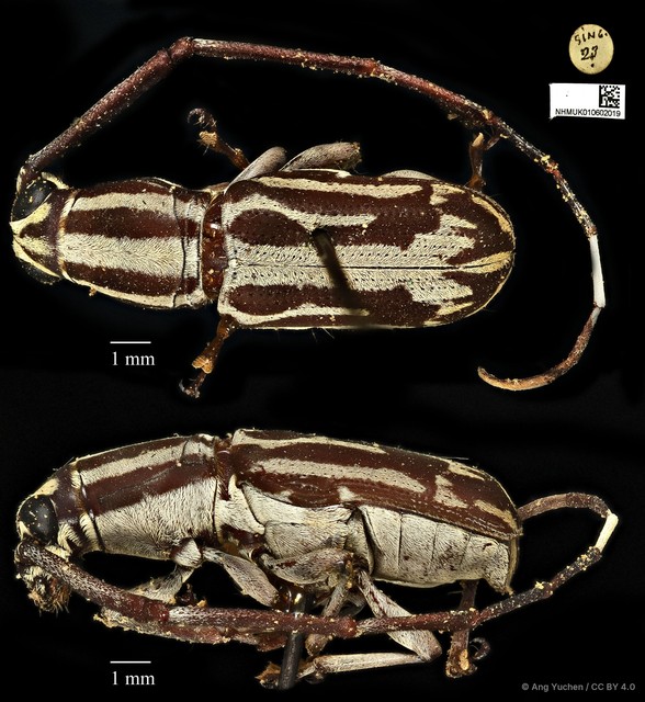Xenocerus pictus • © Ang Yuchen • CC BY 4.0