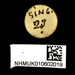 Xenocerus pictus • All Rights Reserved Museum Label