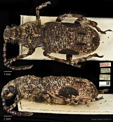 Xylinada limbalis • © Ang Yuchen • CC BY 4.0