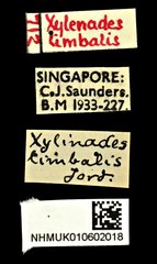 Xylinada limbalis • All Rights Reserved Museum Label