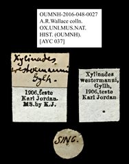 Xylinada nodicornis • All Rights Reserved Museum Label