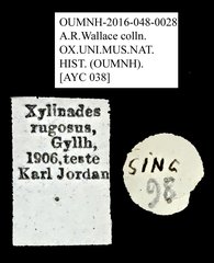 Xylinada rugosa • All Rights Reserved Museum Label
