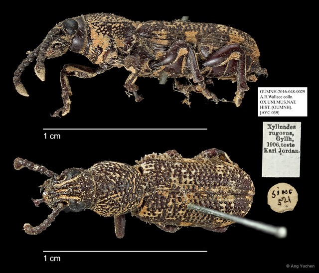 Xylinada rugosa