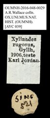 Xylinada rugosa • All Rights Reserved Museum Label