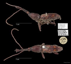 Brentidae sp. "AYC 126" • © Ang Yuchen • All Rights Reserved