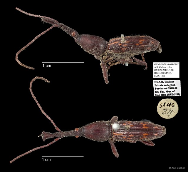 Brentidae sp. "AYC 126" • © Ang Yuchen • All Rights Reserved