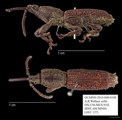 Brentidae sp. "AYC 127" • © Ang Yuchen • All Rights Reserved
