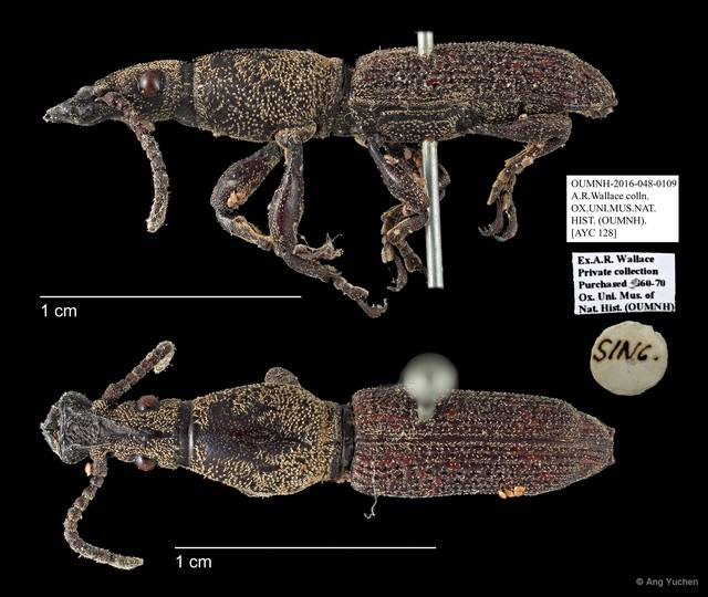 Brentidae sp. "AYC 128" • © Ang Yuchen • All Rights Reserved