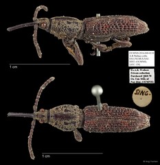 Brentidae sp. "AYC 129" • © Ang Yuchen • All Rights Reserved