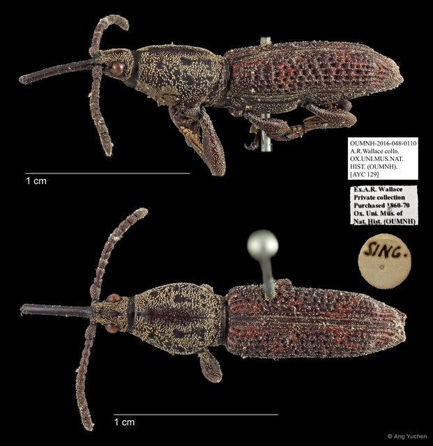 Brentidae sp. "AYC 129" • © Ang Yuchen • All Rights Reserved