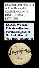 Brentidae sp. "AYC 130" • All Rights Reserved Museum Label