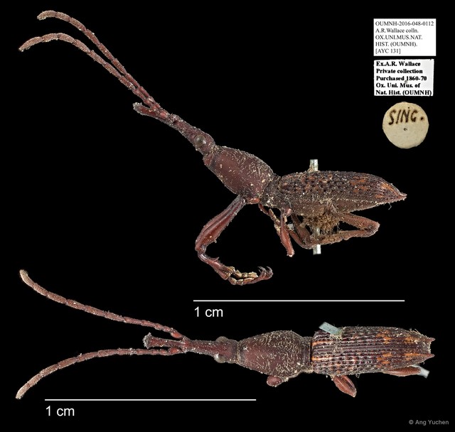 Brentidae sp. "AYC 131" • © Ang Yuchen • All Rights Reserved