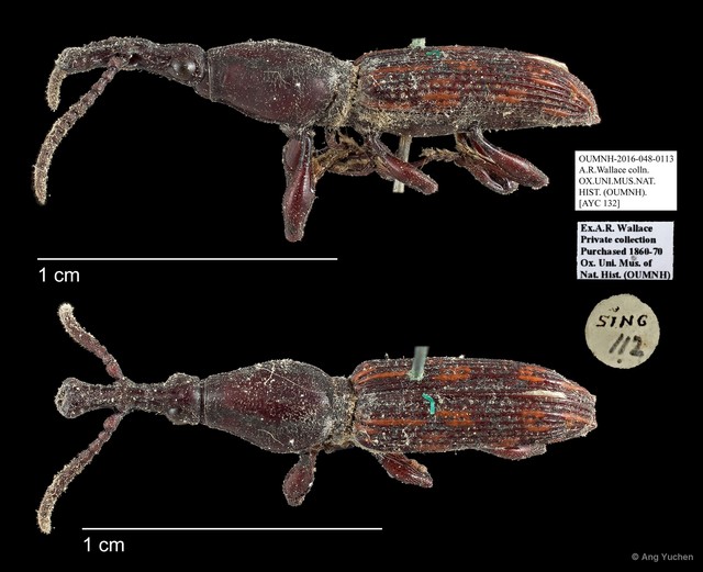 Brentidae sp. "AYC 132" • © Ang Yuchen • All Rights Reserved
