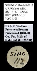 Brentidae sp. "AYC 132" • All Rights Reserved Museum Label