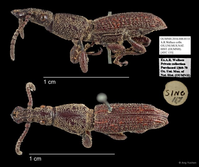 Brentidae sp. "AYC 133" • © Ang Yuchen • All Rights Reserved