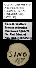 Brentidae sp. "AYC 133" • All Rights Reserved Museum Label