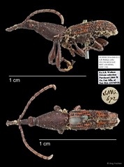Brentidae sp. "AYC 134" • © Ang Yuchen • All Rights Reserved