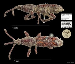 Brentidae sp. "AYC 135" • © Ang Yuchen • All Rights Reserved
