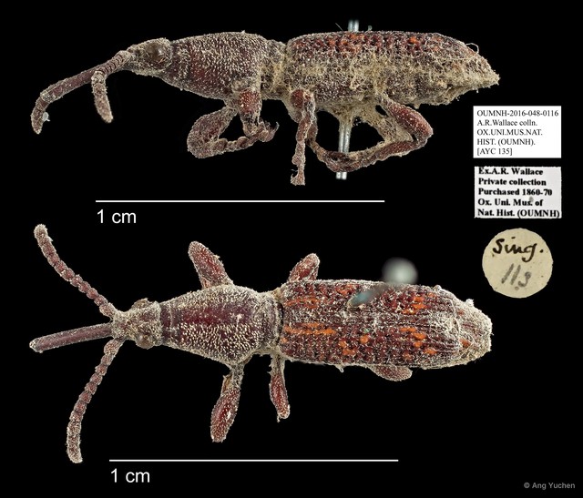 Brentidae sp. "AYC 135" • © Ang Yuchen • All Rights Reserved