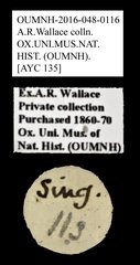 Brentidae sp. "AYC 135" • All Rights Reserved Museum Label