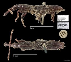 Brentidae sp. "AYC 136" • © Ang Yuchen • All Rights Reserved