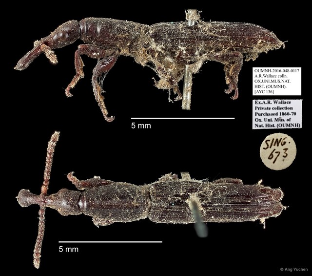 Brentidae sp. "AYC 136" • © Ang Yuchen • All Rights Reserved