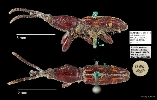 Brentidae sp. "AYC 137" • © Ang Yuchen • All Rights Reserved