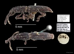 Brentidae sp. "AYC 138" • © Ang Yuchen • All Rights Reserved
