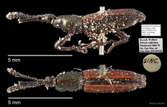 Brentidae sp. "AYC 139" • © Ang Yuchen • All Rights Reserved