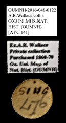 Brentidae sp. "AYC 141" • All Rights Reserved Museum Label