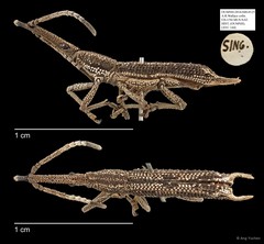 Brentidae sp. "AYC 144" • © Ang Yuchen • All Rights Reserved