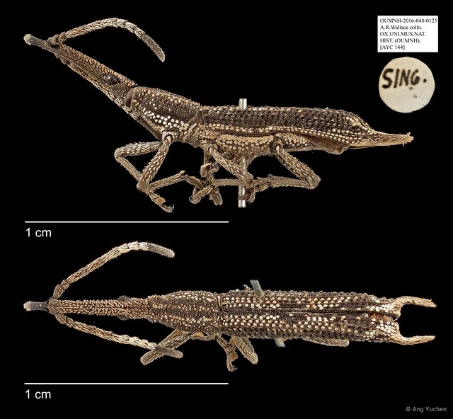 Brentidae sp. "AYC 144" • © Ang Yuchen • All Rights Reserved