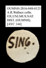 Brentidae sp. "AYC 144" • All Rights Reserved Museum Label