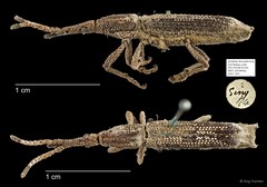 Brentidae sp. "AYC 145" • © Ang Yuchen • All Rights Reserved