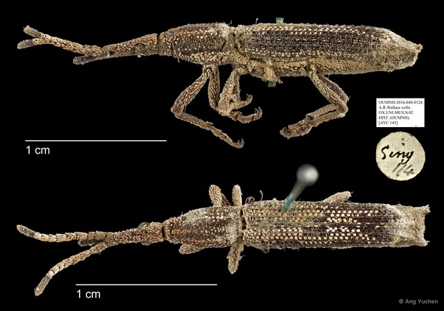 Brentidae sp. "AYC 145" • © Ang Yuchen • All Rights Reserved