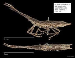 Brentidae sp. "AYC 146"